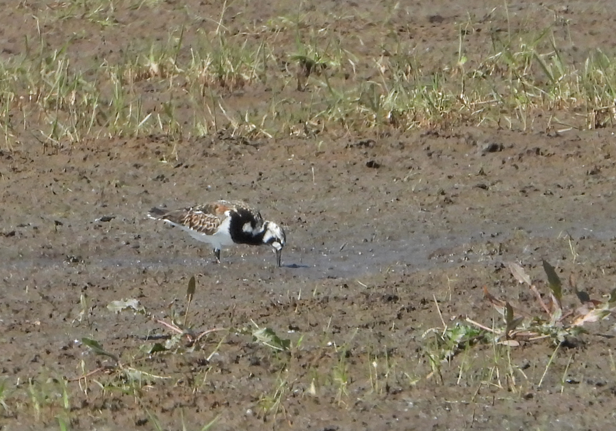 Arenaria interpres Turnstone Steenloper